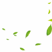 Grüne Blätter transparent