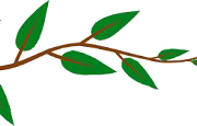 Vines Png Pic
