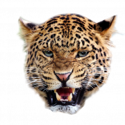 Leopard background png imahe