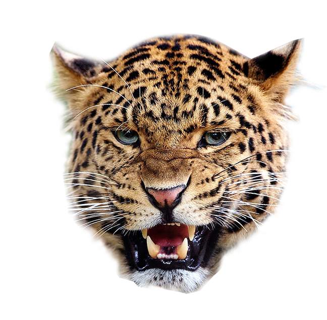 Leopard Background PNG Image