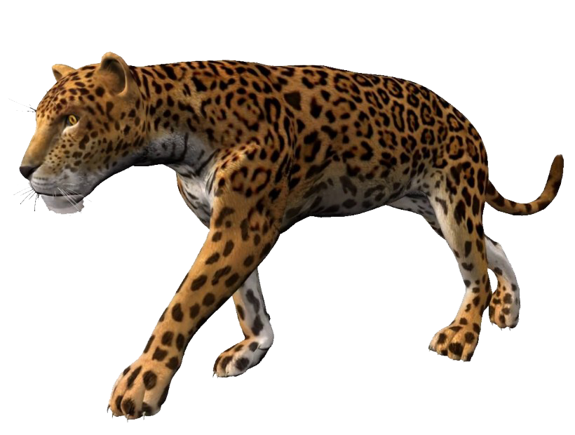 Leopard Background PNG