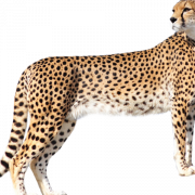 Leopard Free PNG