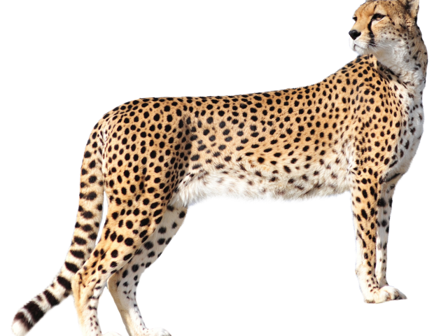Leopard Free PNG