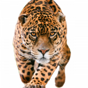 Leopard No Background