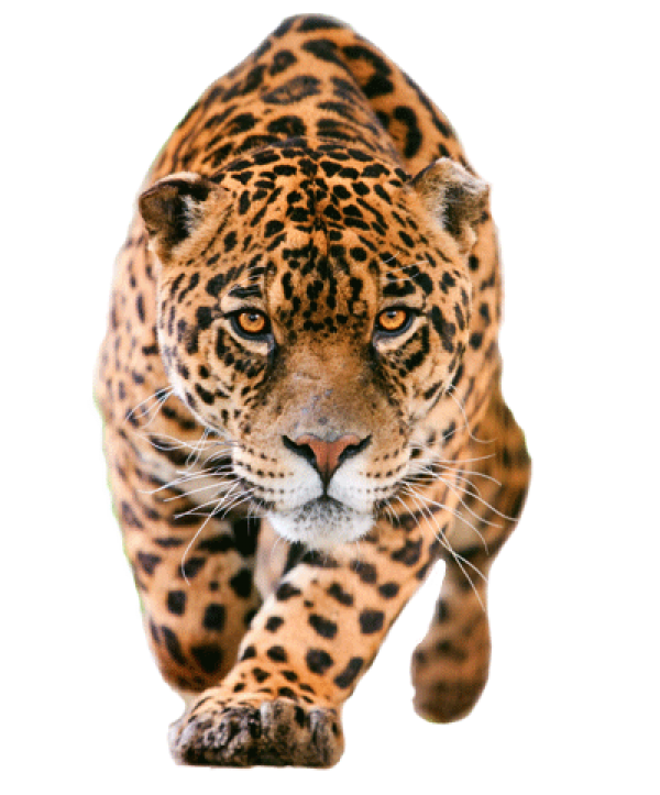 Leopard No Background