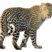 Sfondo PNG leopardo