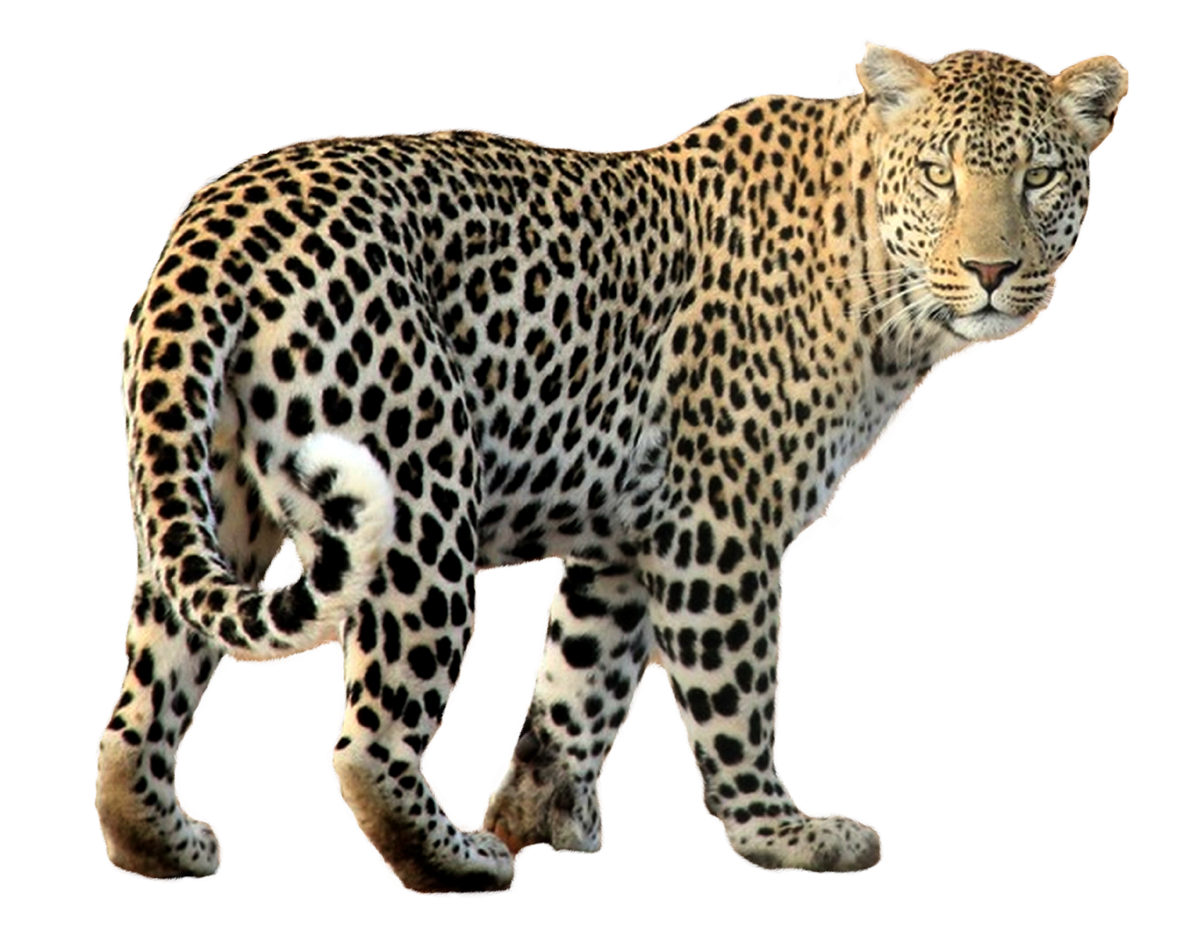 Leopard PNG Background