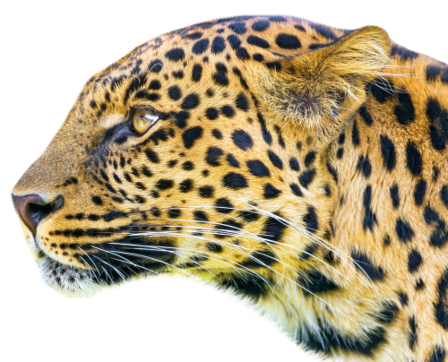 Fundo de clipart png de leopardo