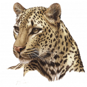 Ang kalidad ng Leopard PNG HD