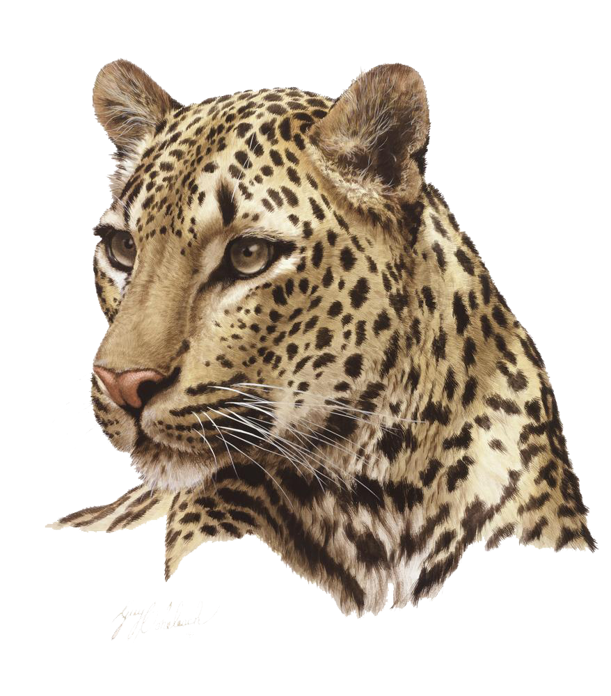 Ang kalidad ng Leopard PNG HD