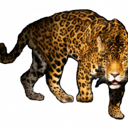 Leopard PNG Pic Background