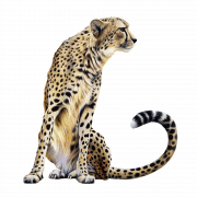 Leopard transparent na imahe