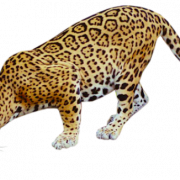 Leopard transparent na mga imahe