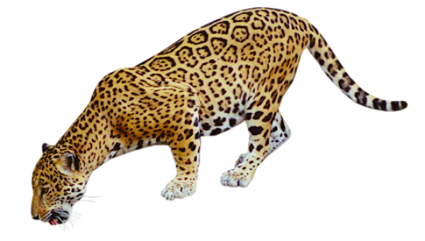 Leopard Transparent Images