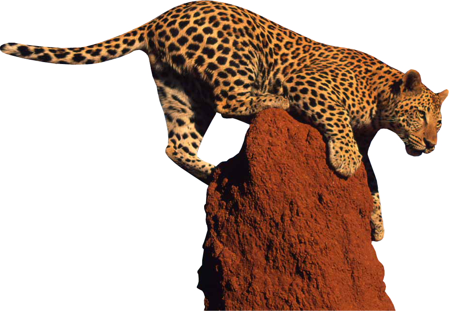 Leopard Transparent PNG