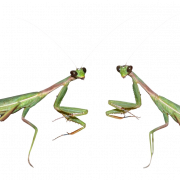 Mantis Png