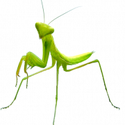 File png mantis