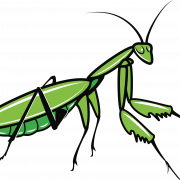 Download de arquivos mantis png grátis