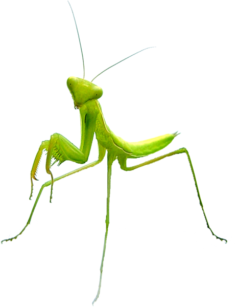 ไฟล์ Mantis Png