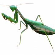 Mantis PNG صورة مجانية