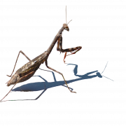 Mantis PNG HD -afbeelding