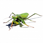 Mantis PNG -afbeelding