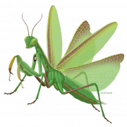 Gambar png mantis