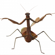 Foto png mantis