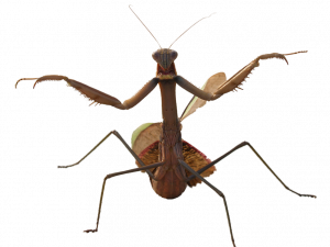 Mantis png larawan
