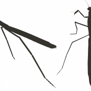 Mantis PNG الموافقة المسبقة عن علم