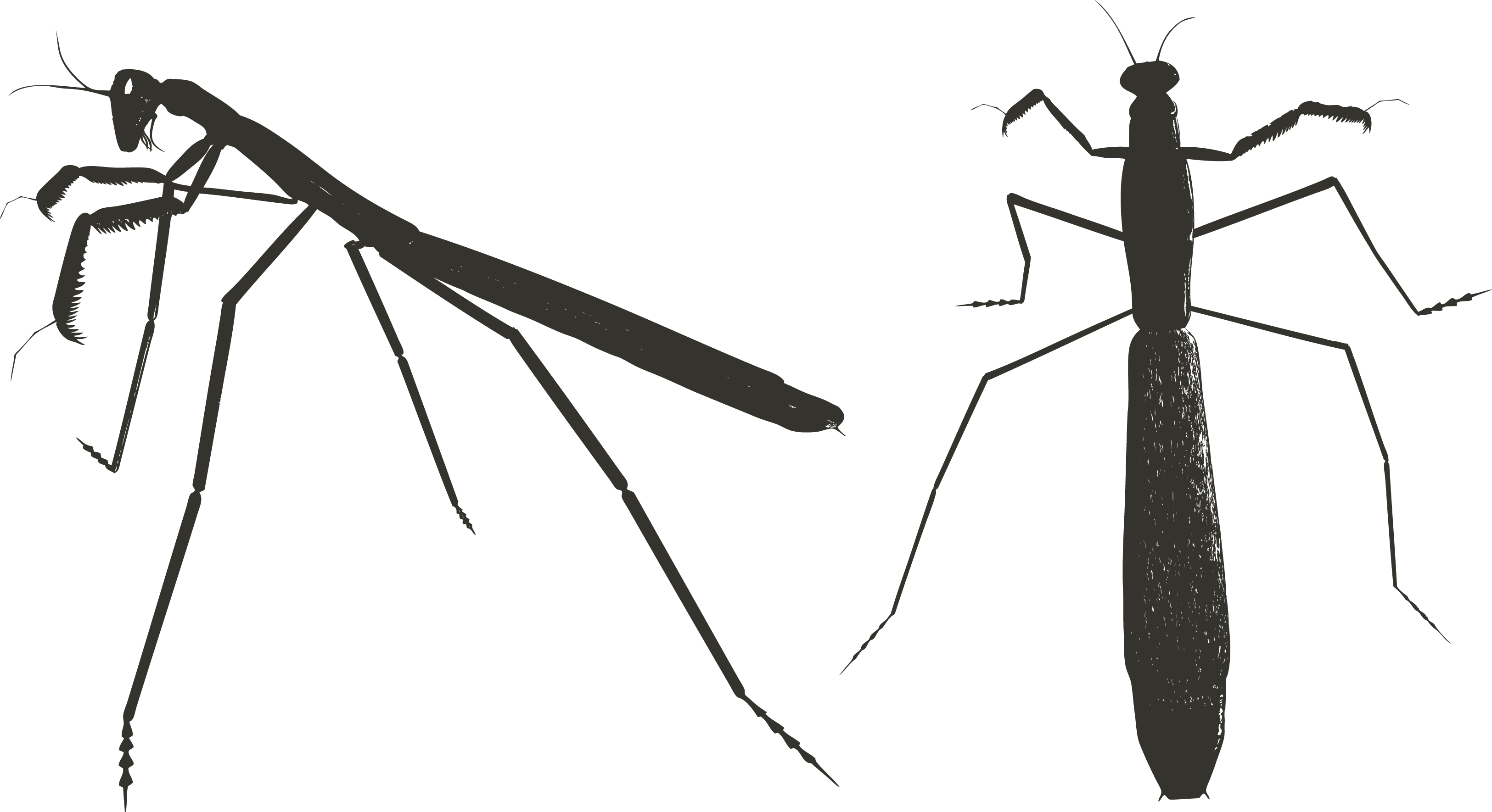 Mantis PNG Pic
