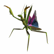 Mantis PNG Bild