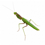 Mantis transparente