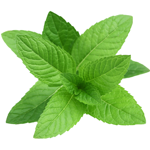 Mint Download Free PNG
