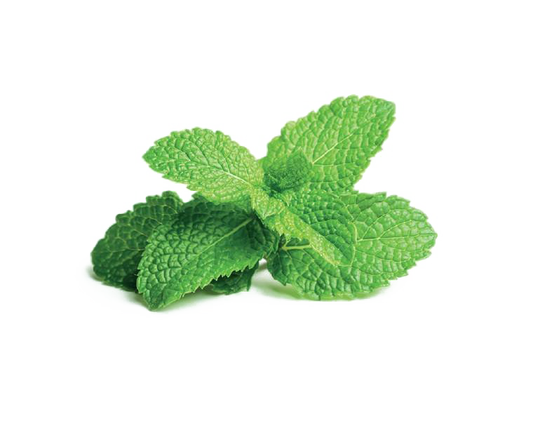Mint PNG Free File Download