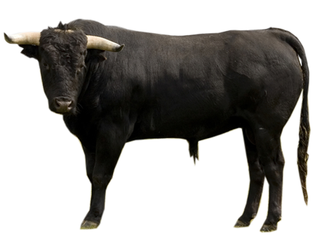 Ox Animal PNG Download Image