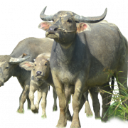 Ox Hayvan Png Dosyası