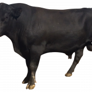 Ox Animal Png Dosyası İndir Ücretsiz