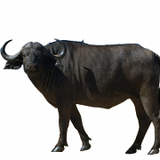 Ox Animal PNG ภาพฟรี
