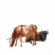 Ox Hayvan Png Görüntüsü
