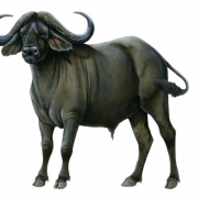 Ox Animal PNG Picture