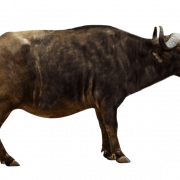 Ox animal transparente