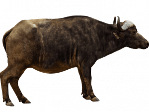 Ox Animal Transparent