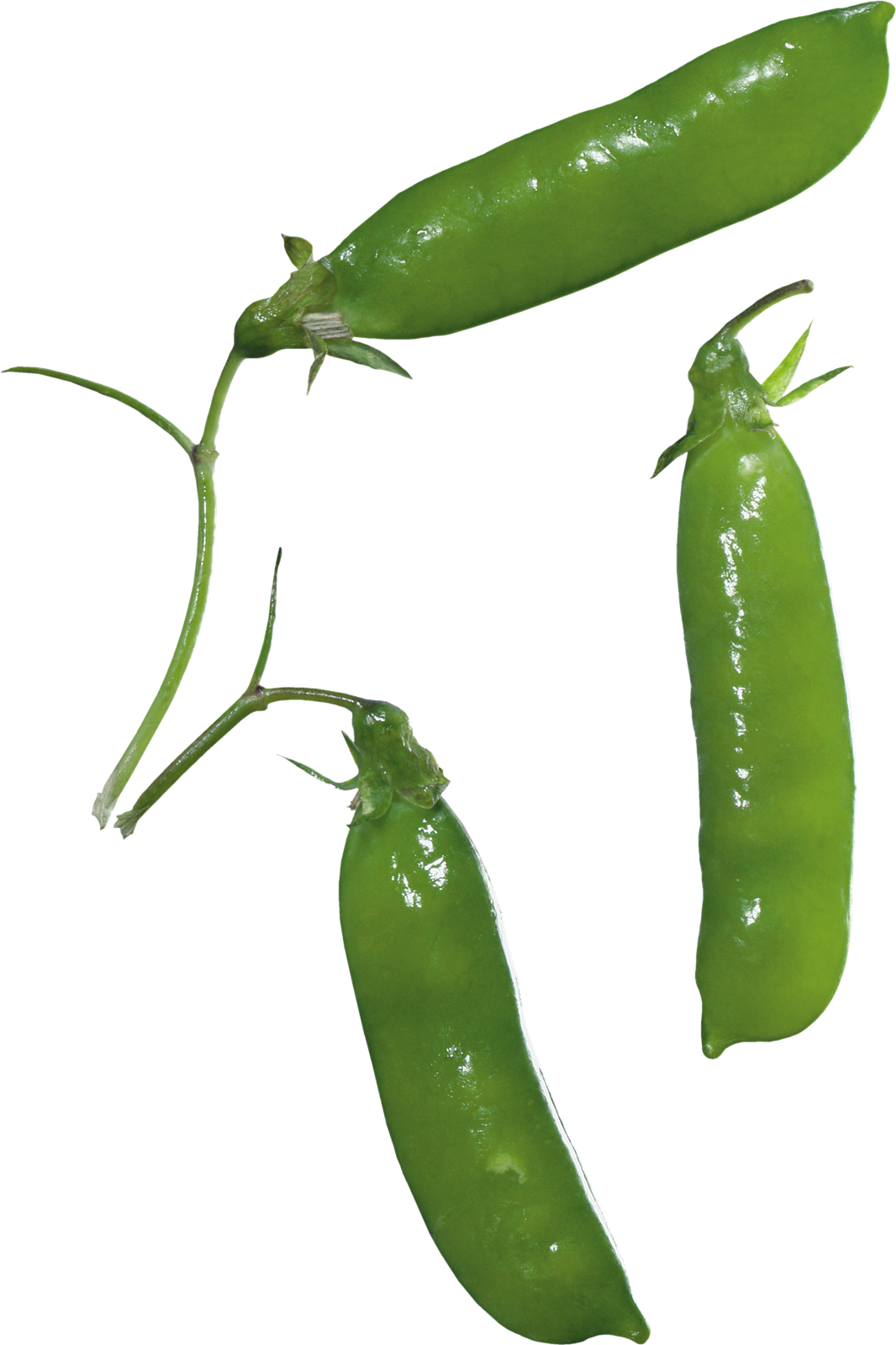 Pea PNG Images