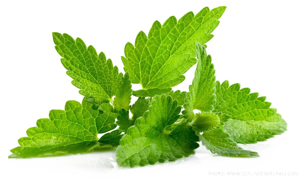 Peppermint PNG Clipart