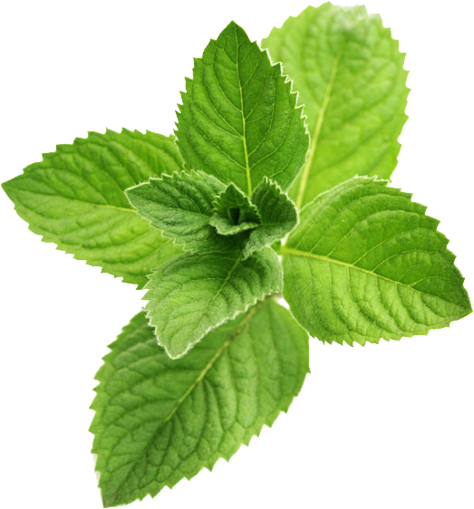 Peppermint PNG File Download Free