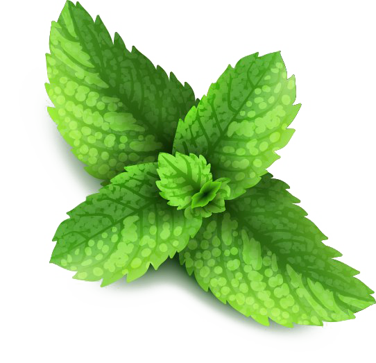 Peppermint PNG File