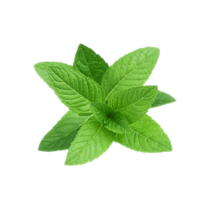 Peppermint PNG High Quality Image
