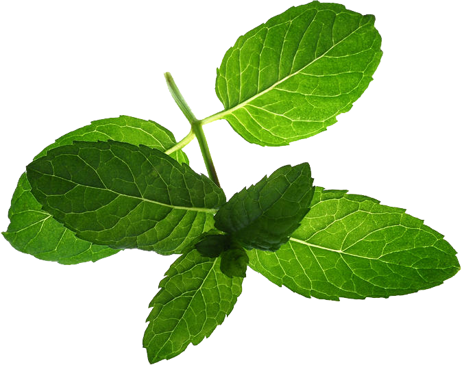 Peppermint PNG Images