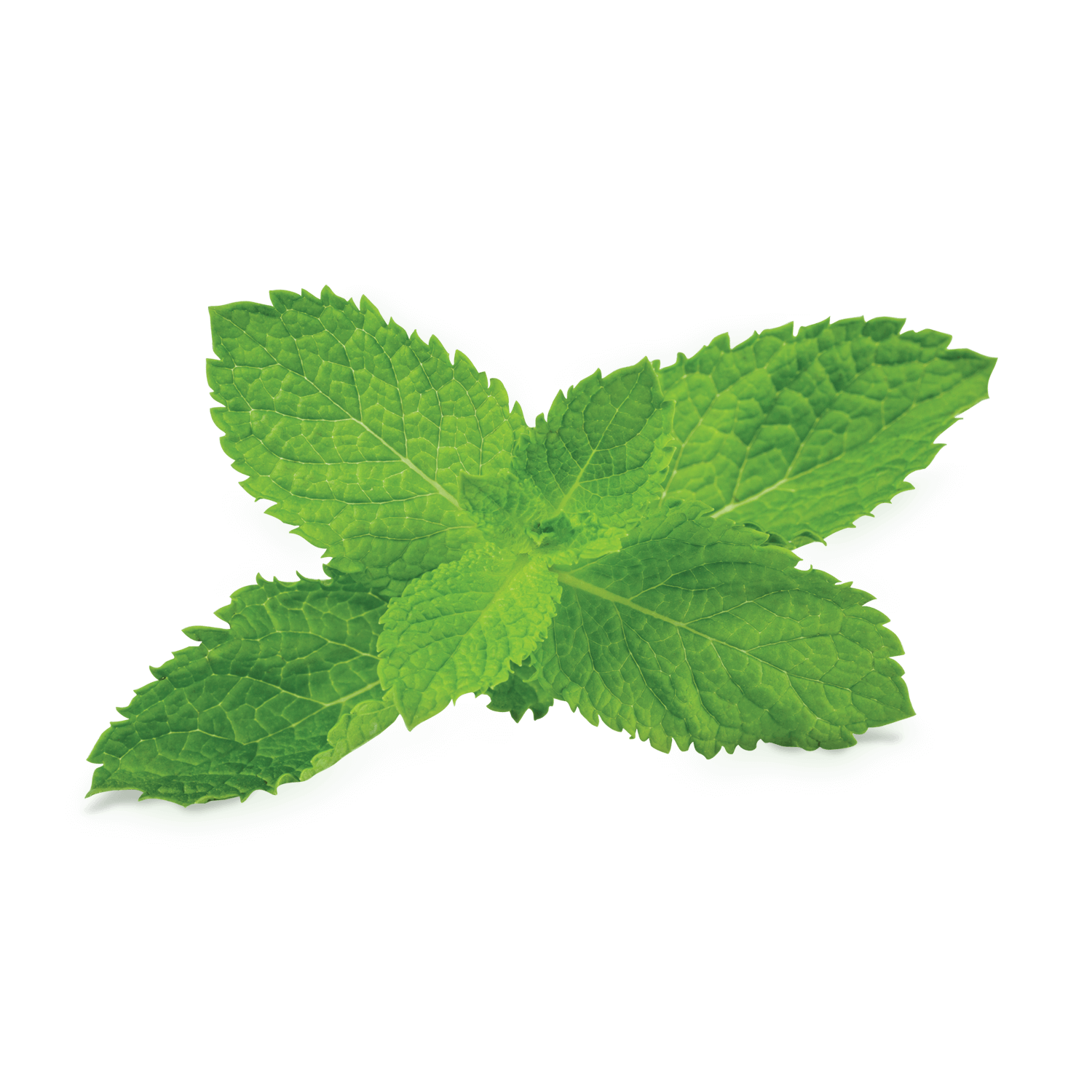 Peppermint PNG Photo